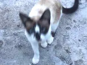Gato raça GATO idade 4 anos nome PITITICA