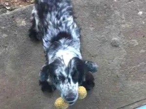 Cachorro raça Coocker idade 5 anos nome Pirata