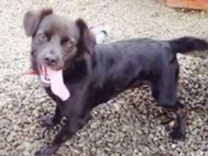 Cachorro raça Indefenido idade 2 anos nome Creed