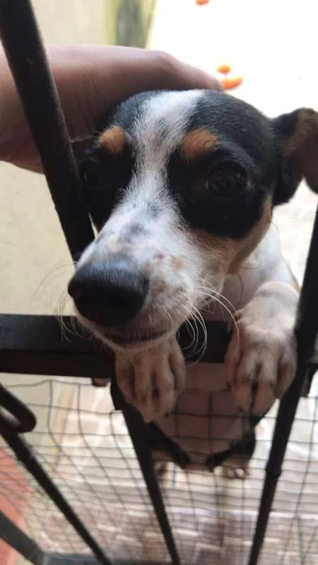 Cachorro ra a Pinscher idade 1 ano nome LUNA