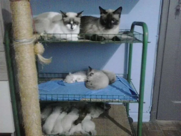 Gato ra a srd idade Abaixo de 2 meses nome sem nome