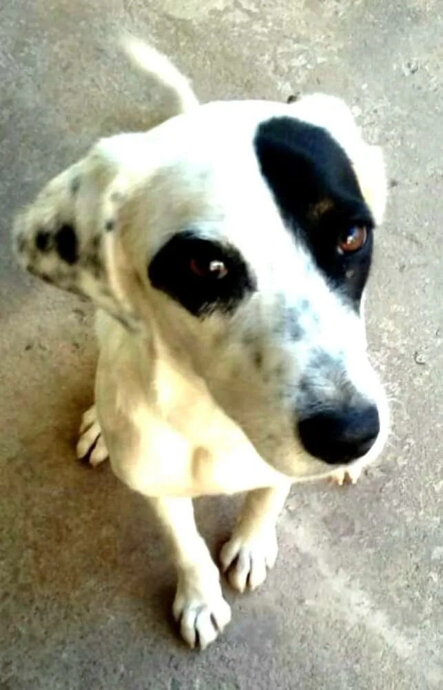 Cachorro ra a Sem raça definida idade 7 a 11 meses nome Ariel