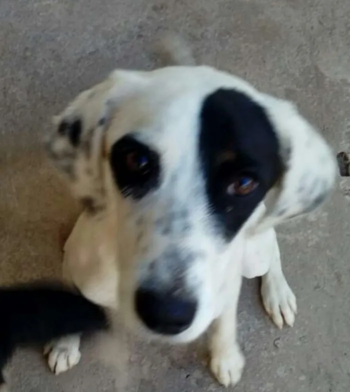 Cachorro ra a Sem raça definida idade 7 a 11 meses nome Ariel