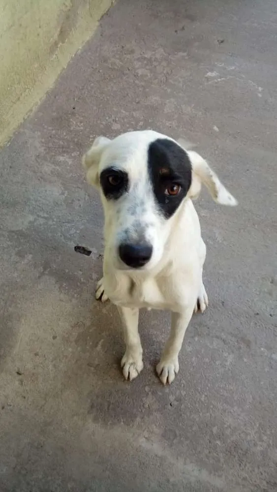 Cachorro ra a Sem raça definida idade 7 a 11 meses nome Ariel