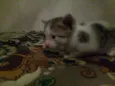 Gato macho e femea