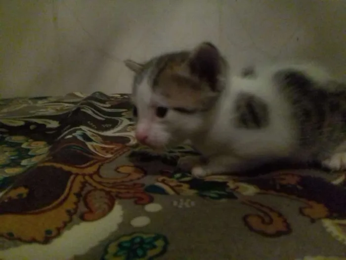 Gato raça Srd idade Abaixo de 2 meses nome Gato macho e femea