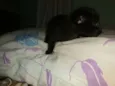 Gato macho e femea