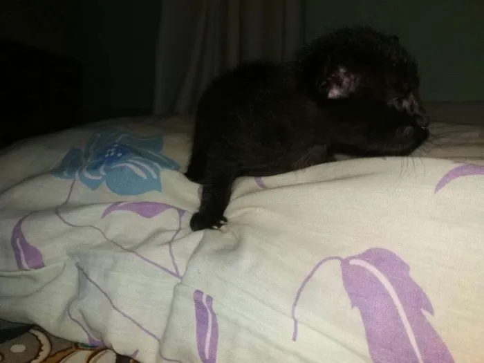 Gato raça Srd idade Abaixo de 2 meses nome Gato macho e femea