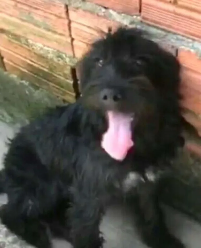 Cachorro ra a Poodle idade 7 a 11 meses nome Jeff
