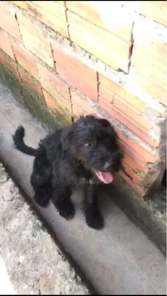 Cachorro ra a Poodle idade 7 a 11 meses nome Jeff