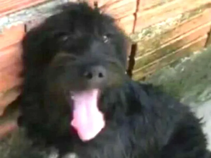 Cachorro ra a Poodle idade 7 a 11 meses nome Jeff