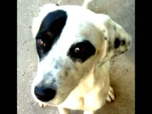 Cachorro raça Sem raça definida idade 7 a 11 meses nome Ariel
