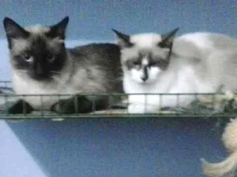 Gato ra a srd idade Abaixo de 2 meses nome sem nome