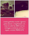 Gato macho e femea