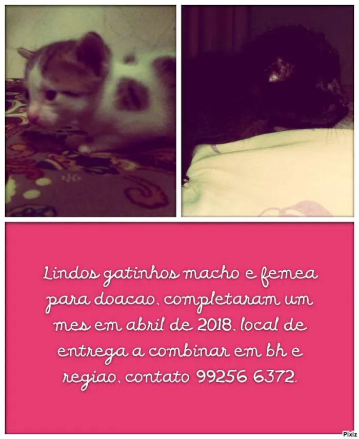 Gato raça Srd idade Abaixo de 2 meses nome Gato macho e femea