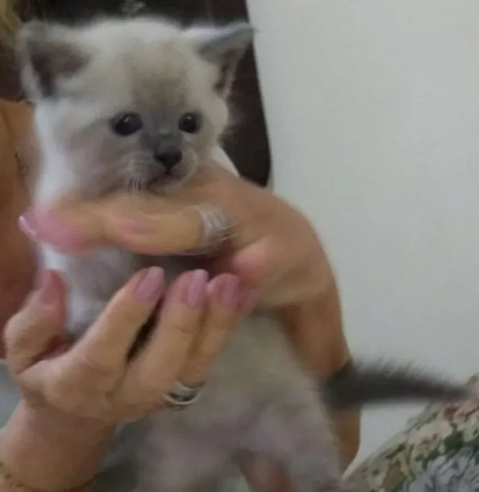 Gato ra a Siamês cinza  idade  nome Lilico 