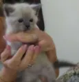 Lilico