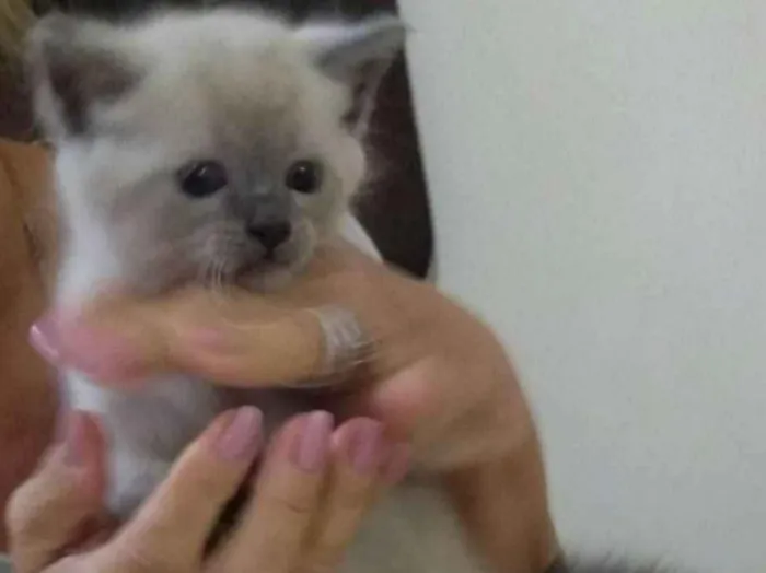 Gato ra a Siamês cinza  idade  nome Lilico 