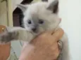 Lilico 