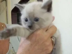 Gato raça Siamês cinza  idade  nome Lilico 