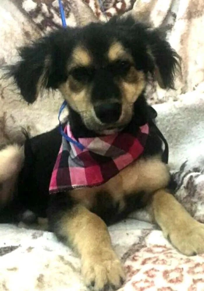 Cachorro ra a Sem raça definida idade 2 a 6 meses nome Pitoco