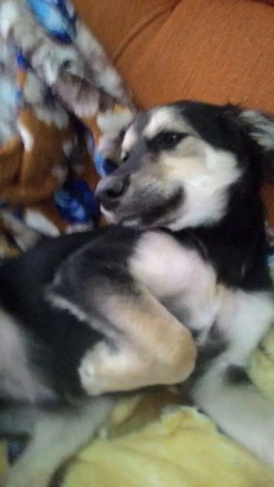 Cachorro ra a Sem raça definida idade 2 a 6 meses nome Pitoco