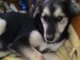 Pitoco