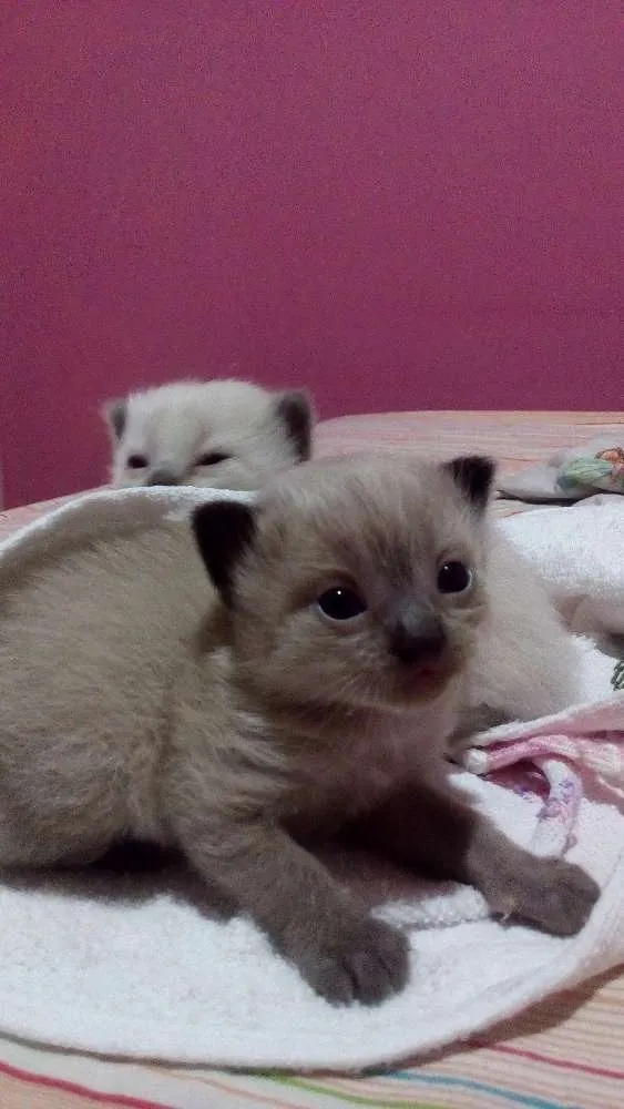 Gato ra a Mistura com ciames idade 2 a 6 meses nome Sem nome