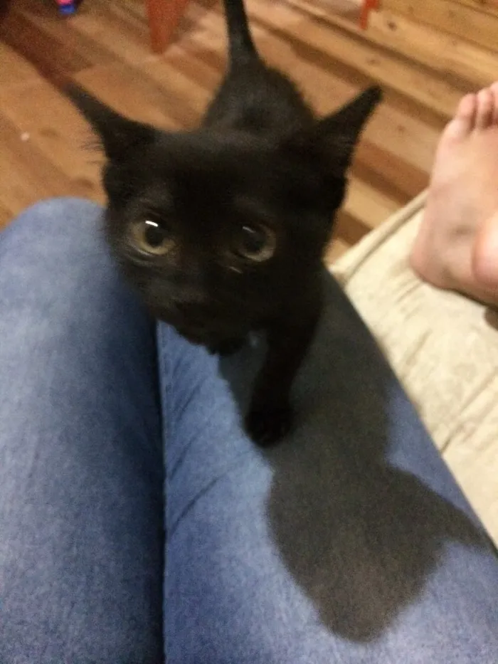 Gato raça  idade 2 a 6 meses nome Mickey