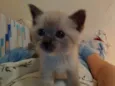 Lilico