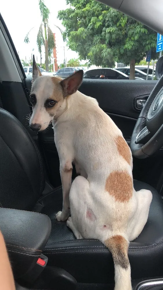Cachorro raça SRD idade 1 ano nome Mel