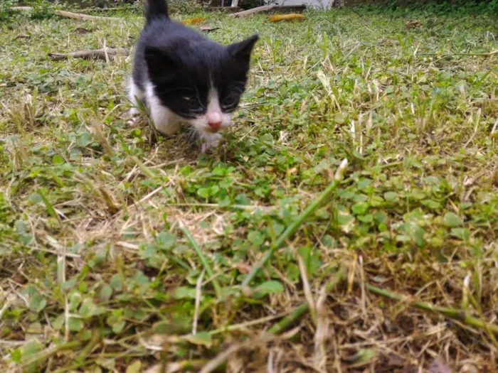 Gato ra a sem raça definida idade 2 a 6 meses nome Sem nome