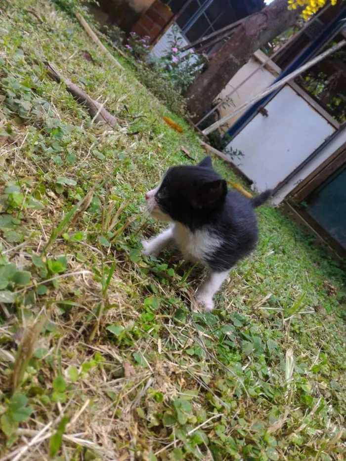 Gato ra a sem raça definida idade 2 a 6 meses nome Sem nome