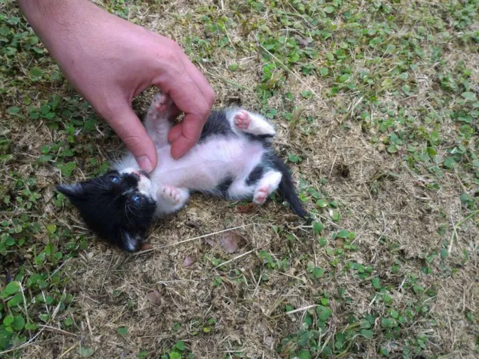 Gato ra a sem raça definida idade 2 a 6 meses nome Sem nome