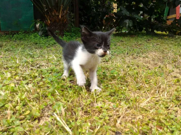Gato ra a sem raça definida idade 2 a 6 meses nome Sem nome