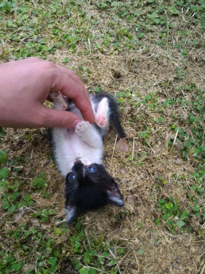 Gato ra a sem raça definida idade 2 a 6 meses nome Sem nome