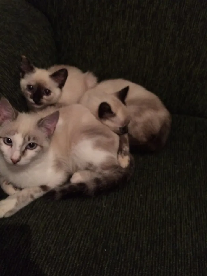 Gato ra a SRD idade 7 a 11 meses nome Bruno,Laura, Beatriz