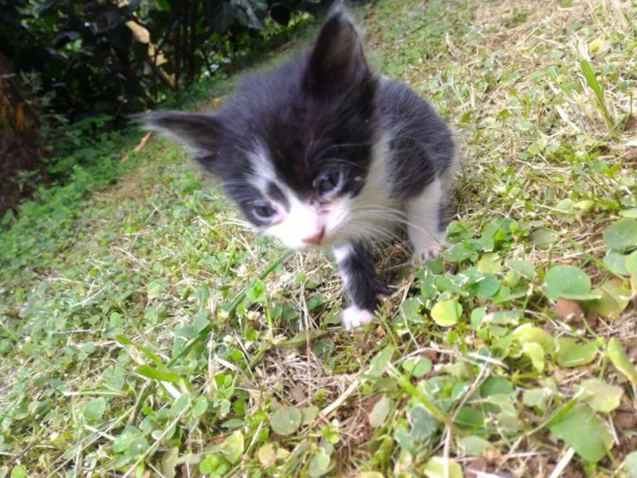 Gato ra a sem raça definida idade 2 a 6 meses nome Sem nome