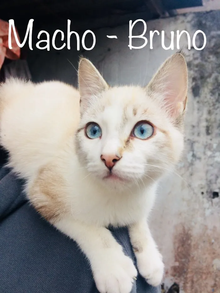 Gato ra a SRD idade 7 a 11 meses nome Bruno,Laura, Beatriz