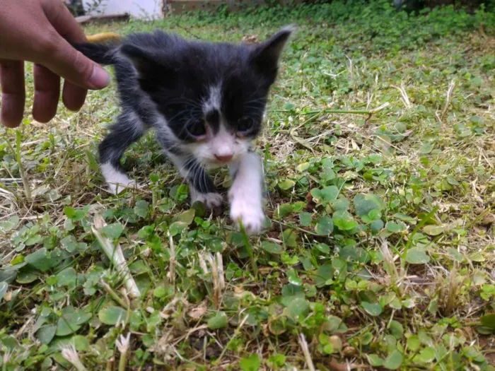 Gato ra a sem raça definida idade 2 a 6 meses nome Sem nome