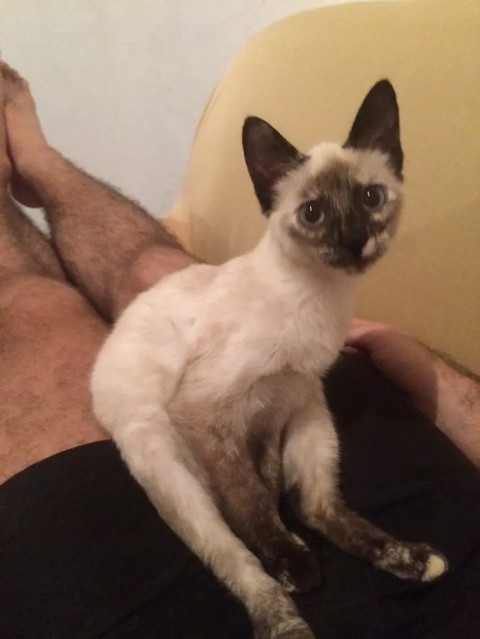 Gato ra a SRD idade 7 a 11 meses nome Bruno,Laura, Beatriz