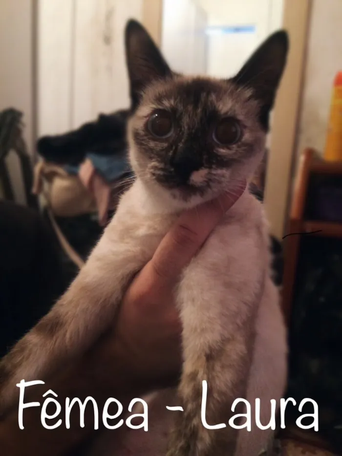 Gato ra a SRD idade 7 a 11 meses nome Bruno,Laura, Beatriz