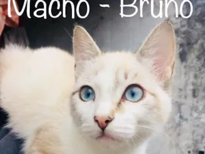 Gato raça SRD idade 7 a 11 meses nome Bruno,Laura, Beatriz