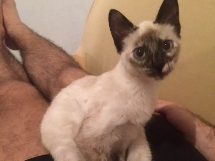 Gato ra a SRD idade 7 a 11 meses nome Bruno,Laura, Beatriz