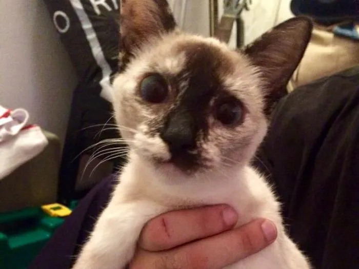 Gato ra a SRD idade 7 a 11 meses nome Bruno,Laura, Beatriz