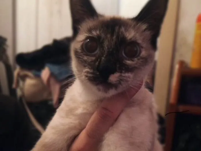 Gato ra a SRD idade 7 a 11 meses nome Bruno,Laura, Beatriz
