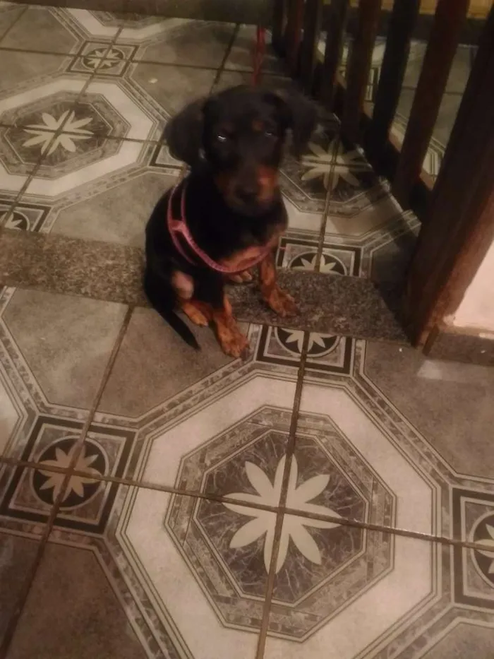 Cachorro raça SRD idade 2 a 6 meses nome Chellsa