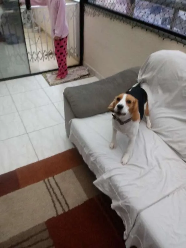 Cachorro ra a Beagle idade 1 ano nome Belle