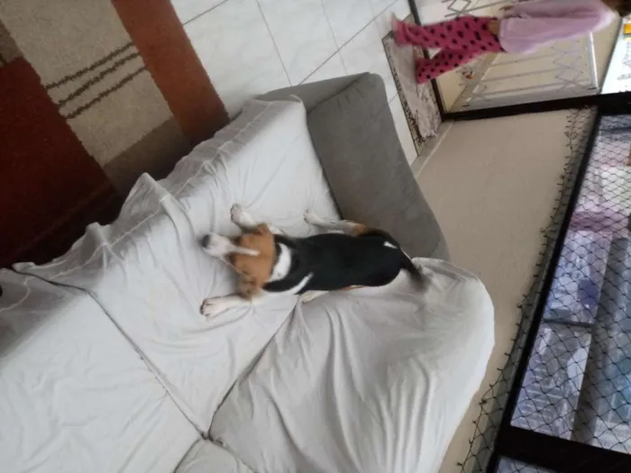 Cachorro ra a Beagle idade 1 ano nome Belle