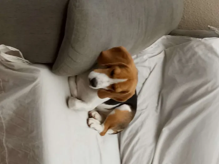 Cachorro ra a Beagle idade 1 ano nome Belle